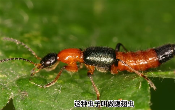 隱翅蟲的毒液堪比硫酸！專家提醒：見到千萬別拍(圖3)